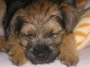 Photo: Border terrier (Dog standard)