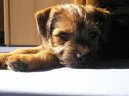 Photo: Border terrier (Dog standard)