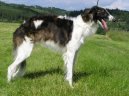Photo: Borzoi - russian hunting sighthound (Dog standard)