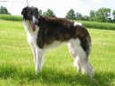 Photo: Borzoi - russian hunting sighthound (Dog standard)