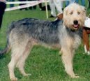 Photo: Bosnian broken-haired hound-called barak (Dog standard)