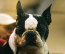 Photos: Boston terrier (Dog standard) (pictures, images)