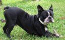 Photos: Boston terrier (Dog standard) (pictures, images)