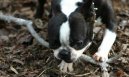 Photos: Boston terrier (Dog standard) (pictures, images)