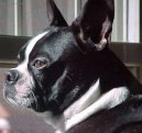 Photos: Boston terrier (Dog standard) (pictures, images)