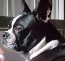 Photo: Boston terrier (Dog standard)