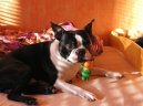 Photos: Boston terrier (Dog standard) (pictures, images)