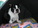Photo: Boston terrier (Dog standard)