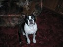 Photos: Boston terrier (Dog standard) (pictures, images)
