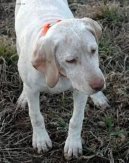 Photos: Bourbonnais pointing dog (Dog standard) (pictures, images)