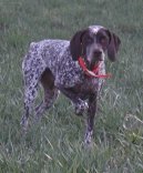 Photo: Bourbonnais pointing dog (Dog standard)