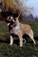 Photo: Bouvier des ardennes (Dog standard)