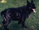 Photo: Bouvier des ardennes (Dog standard)