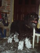 Photo: Bouvier des flandres (Dog standard)