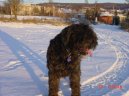 Photo: Bouvier des flandres (Dog standard)