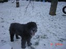 Photo: Bouvier des flandres (Dog standard)