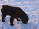 Photo: Bouvier des flandres (Dog standard)