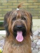 Photos: Briard (Dog standard) (pictures, images)