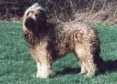 Photos: Briard (Dog standard) (pictures, images)