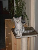 Photos: British Shorthair (Cat) (pictures, images)