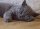 Photos: British Shorthair (Cat) (pictures, images)