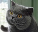 Photos: British Shorthair (Cat) (pictures, images)