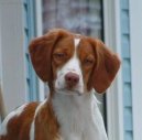 Photos: Brittany spaniel (Dog standard) (pictures, images)