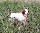 Photos: Brittany spaniel (Dog standard) (pictures, images)