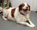 Photos: Brittany spaniel (Dog standard) (pictures, images)