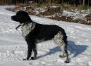 Photos: Brittany spaniel (Dog standard) (pictures, images)