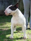 Photos: Bull terrier (Dog standard) (pictures, images)