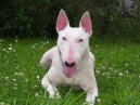 Photos: Bull terrier (Dog standard) (pictures, images)