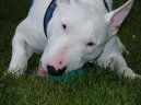 Photo: Bull terrier (Dog standard)