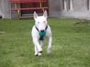 Photo: Bull terrier (Dog standard)