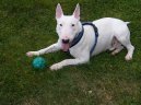 Photos: Bull terrier (Dog standard) (pictures, images)