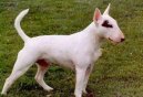 Photos: Bull terrier (Dog standard) (pictures, images)