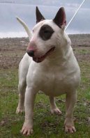 Photos: Bull terrier (Dog standard) (pictures, images)