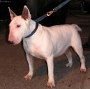 Photos: Bull terrier (Dog standard) (pictures, images)