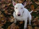 Photos: Bull terrier (Dog standard) (pictures, images)
