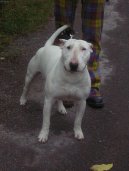 Photos: Bull terrier (Dog standard) (pictures, images)