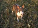 Photos: Bull terrier (Dog standard) (pictures, images)
