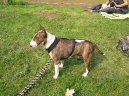 Photos: Bull terrier (Dog standard) (pictures, images)