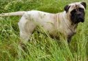 Photos: Bullmastiff (Dog standard) (pictures, images)