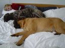 Photos: Bullmastiff (Dog standard) (pictures, images)
