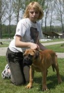 Photos: Bullmastiff (Dog standard) (pictures, images)