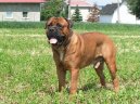 Photos: Bullmastiff (Dog standard) (pictures, images)