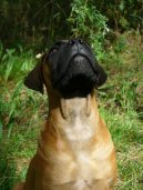 Photos: Bullmastiff (Dog standard) (pictures, images)