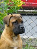 Photos: Bullmastiff (Dog standard) (pictures, images)