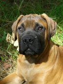 Photo: Bullmastiff (Dog standard)