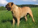 Photo: Bullmastiff (Dog standard)